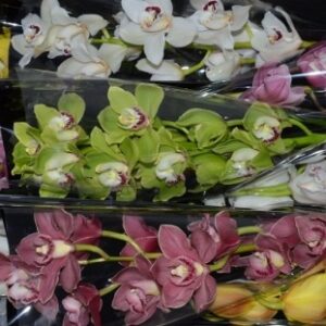 Орхидея микс 1х6 (70см)