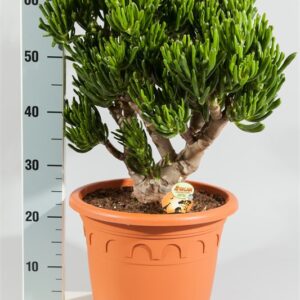 Крассула Horn Tree 27cm/65cm