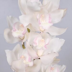 Орхидея SNOWCASTLE 1х9