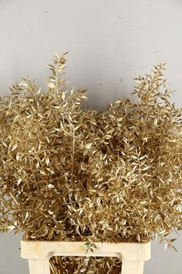 Рускус Италия золото (5 стеблей 70см)