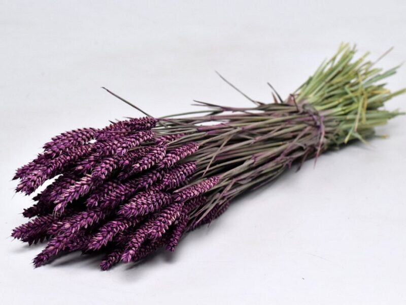 Пшеница Purple