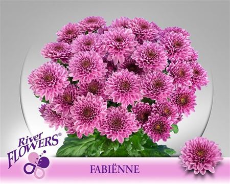 Хризантема куст. FABIENNE (85гр)
