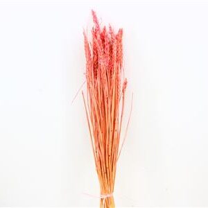 Пшеница Tarwe pink