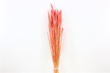 Пшеница Tarwe pink